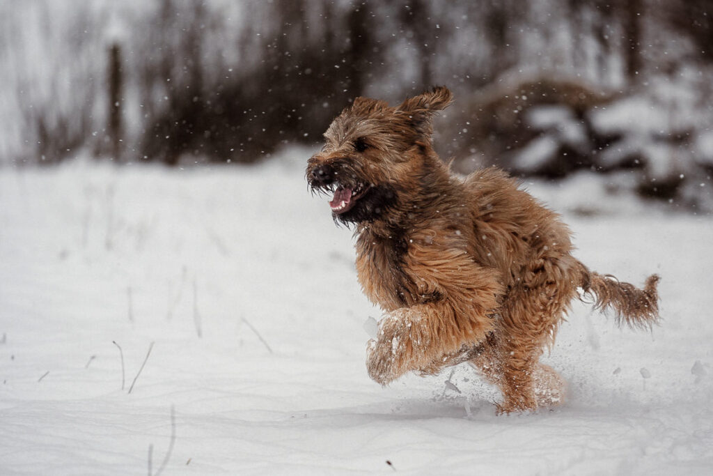 Hund rennt durch den Schnee