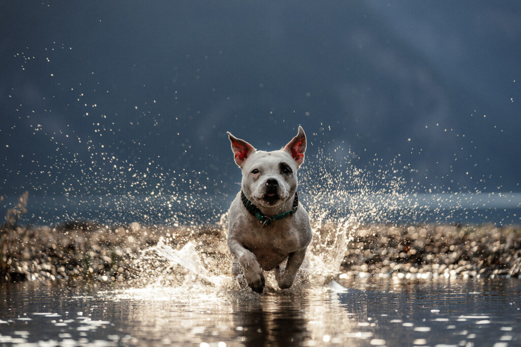 Hund rennt durch das Wasser